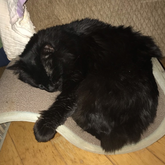 I will always love you.  Gone but never forgotten. - Picture 15 of 16